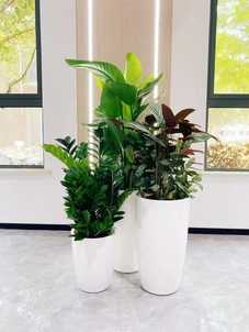 领略宁波专业花木出租的独特魅力